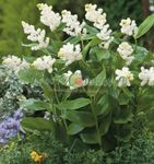 biely Záhradné kvety Kanady Mayflower, False Konvalinka, Smilacina, Maianthemum  canadense fotografie