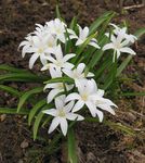 ホワイト 庭の花 雪の栄光, Chionodoxa フォト