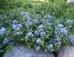 bleu ciel les fleurs du jardin Apocyn Bleu, Amsonia tabernaemontana Photo