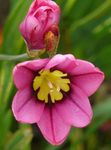 pinkki Sparaxis, Harlekiini Kukka kuva