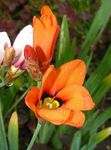 oranssi Sparaxis, Harlekiini Kukka kuva