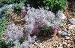 рожевий Садові Квіти Стахис, Stachys Фото