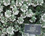 bianco I fiori da giardino Grande Betony, Stachys foto