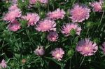 ვარდისფერი ბაღის ყვავილები ღიღილოს Aster, Stokes Aster, Stokesia სურათი