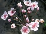 rosa Floración Rush, Butomus Foto