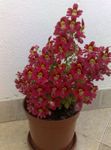 röd Fattig Mans Orkidé, Fjäril Blomma, Schizanthus Fil