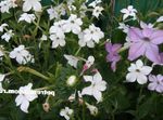 alb Gradina Flori Tutun Înflorire, Nicotiana fotografie