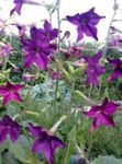 パープル 庭の花 開花タバコ, Nicotiana フォト