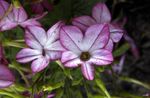 lilas les fleurs du jardin La Floraison Du Tabac, Nicotiana Photo