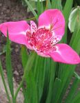 pink Tiger Flower, Mexican Shell Flower, Tigridia pavonia Photo
