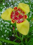 jaune Tigre Fleur, Fleur Shell Mexicain, Tigridia pavonia Photo