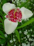 biely Tiger Kvetina, Mexická Shell Kvetina, Tigridia pavonia fotografie
