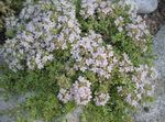 blanc les fleurs du jardin Thymus Vulgaris, Le Thym Anglais, Le Thym Commun Photo
