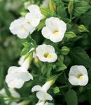 білий Садові Квіти Торенія, Torenia Фото