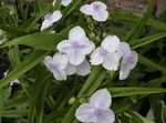 biely Záhradné kvety Virginia Spiderwort, Slzy Dámske, Tradescantia virginiana fotografie