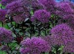 фіолетовий Садові Квіти Трахеліум, Trachelium Фото
