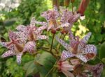 red Garden Flowers Toad Lily, Tricyrtis Photo