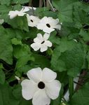 fehér Kerti Virágok Fekete Szeme Susan, Thunbergia alata fénykép