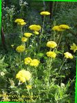 giallo I fiori da giardino Achillea, Staunchweed, Sanguinario, Woundwort Thousandleaf, Del Soldato foto