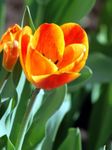 oráiste bláthanna gairdín Tiúilip, Tulipa Photo