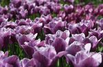 purpurowy Ogrodowe Kwiaty Tulipan zdjęcie