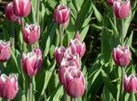 bándearg bláthanna gairdín Tiúilip, Tulipa Photo