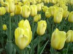 amarelo Flores do Jardim Tulipa foto