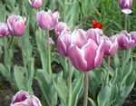 люляк Градински цветове Лале, Tulipa снимка