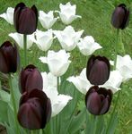 noir les fleurs du jardin Tulipe, Tulipa Photo