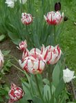 dearg bláthanna gairdín Tiúilip, Tulipa Photo