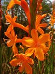 arancione I fiori da giardino Watsonia, Giglio Di Tromba foto