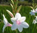 bianco I fiori da giardino Watsonia, Giglio Di Tromba foto