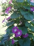 rosa Winde, Blaue Dämmerung Blumen, Ipomoea Foto