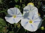 foto Corriola, Flor Azul Do Alvorecer descrição