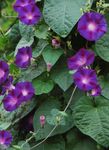 violet Gloria Dimineață, Floare Albastra Zori, Ipomoea fotografie