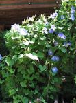 ライトブルー 庭の花 アサガオ、青夜明けの花, Ipomoea フォト
