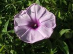 lilac Morning Glory, Blue Dawn Flower, Ipomoea Photo