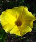жовтий Садові Квіти Фарбітіс (Іпомея), Ipomoea Фото
