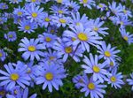 lichtblauw Tuin Bloemen Blauw Madeliefje, Blauwe Margriet, Felicia amelloides foto