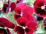 červená Zahradní květiny Viola, Maceška, Viola  wittrockiana fotografie