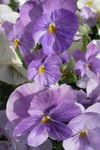 flieder Gartenblumen Viola, Stiefmütterchen, Viola  wittrockiana Foto