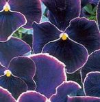 černá Zahradní květiny Viola, Maceška, Viola  wittrockiana fotografie
