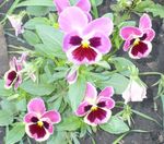 ვარდისფერი ბაღის ყვავილები ალტი, Pansy, Viola  wittrockiana სურათი