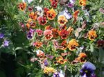 oranžový Zahradní květiny Viola, Maceška, Viola  wittrockiana fotografie