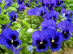 плави Баштенске Цветови Виола, Панси, Viola  wittrockiana фотографија