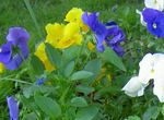浅蓝 园林花卉 中提琴，三色堇, Viola  wittrockiana 照
