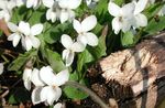 λευκό Λουλούδια κήπου Κέρατα Πανσές, Κέρατα Βιολετί, Viola cornuta φωτογραφία