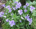svetlo modra Vrtno Cvetje Rogat Peder, Rogat Vijolična, Viola cornuta fotografija