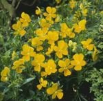galben Gradina Flori Coarne Trei Frați Pătați, Violet Cu Coarne, Viola cornuta fotografie