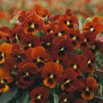 κόκκινος Λουλούδια κήπου Κέρατα Πανσές, Κέρατα Βιολετί, Viola cornuta φωτογραφία
